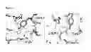 Fig. 43 - Meditopes and meditope-binding antibodies and uses thereof