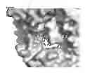 Fig. 67 - Meditopes and meditope-binding antibodies and uses thereof