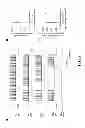 Fig. 06 - Mammalian codon optimized nucleotide sequence that encodes a variant opsin polypeptide derived from Natromonas pharaonis (NpHR)