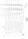 Fig. 09 - Mammalian codon optimized nucleotide sequence that encodes a variant opsin polypeptide derived from Natromonas pharaonis (NpHR)