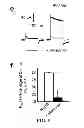 Fig. 12 - Mammalian codon optimized nucleotide sequence that encodes a variant opsin polypeptide derived from Natromonas pharaonis (NpHR)