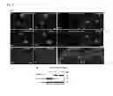 Fig. 03 - Cell culture substrate, and cell culturing method using the substrate and method for inducing differentiation of pluripotent stem cells using the substrate