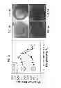 Fig. 04 - THREE DIMENSIONAL SOY PROTEIN-CONTAINING SCAFFOLDS AND METHODS FOR THEIR USE AND PRODUCTION