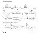 Fig. 12 - Method for site-specific polyvalent display on polymers