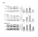 Fig. 09 - Use of pertussis toxin as a therapeutic agent