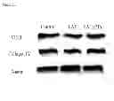 Fig. 22 - Use of pertussis toxin as a therapeutic agent