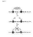 Fig. 04 - Modification of peptides via SAr reactions of thiols with fluorinated aromatics