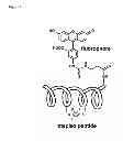 Fig. 08 - Modification of peptides via SAr reactions of thiols with fluorinated aromatics