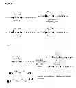 Fig. 16 - Modification of peptides via SAr reactions of thiols with fluorinated aromatics