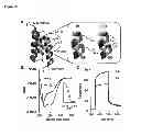 Fig. 26 - Modification of peptides via SAr reactions of thiols with fluorinated aromatics
