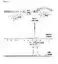 Fig. 57 - Modification of peptides via SAr reactions of thiols with fluorinated aromatics