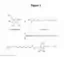 Fig. 02 - Antibiotic composition containing erythorbyl laurate and its usage