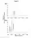 Fig. 03 - Antibiotic composition containing erythorbyl laurate and its usage