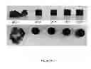 Fig. 11 - Negative-swelling and exceptionally robust adhesive hydrogels