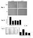 Fig. 02 - Use of peptides for promoting wound healing