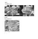 Fig. 03 - plant resistant to potyvirus
