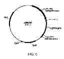 Fig. 06 - Polypeptides having cellulolytic enhancing activity and polynucleotides encoding same