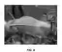 Fig. 07 - Pear tree named '16 VHVN'