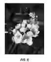 Fig. 09 - Pear tree named '16 VHVN'