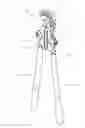 Fig. 01 - Garden shears
