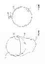 Fig. 06 - Wool dryer ball and method of manufacturing same