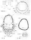 Fig. 24 - METHODS, SYSTEMS, AND APPARATUSES FOR INCORPORATING WIRELESS HEADSETS, TERMINALS, AND COMMUNICATION DEVICES INTO FASHION ACCESSORIES AND JEWELRY