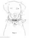 Fig. 04 - Animal Collar Cover
