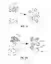 Fig. 02 - BULK-SIZE NANOSTRUCTURED MATERIALS AND METHODS FOR MAKING THE SAME BY SINTERING NANOWIRES