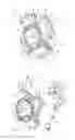 Fig. 02 - Crushing ring of a crushing roll