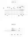 Fig. 22 - Liquid crystal display and manufacturing method thereof