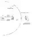 Fig. 01 - User device timing advance determination