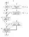 Fig. 01 - METHOD OF CONCEALING PICTURE HEADER ERRORS IN DIGITAL VIDEO DECODING