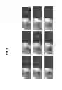 Fig. 12 - Device and method for estimating head pose