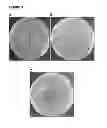 Fig. 04 - Photodynamic Control of Microbial Growth on Surfaces