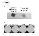 Fig. 08 - Photodynamic Control of Microbial Growth on Surfaces