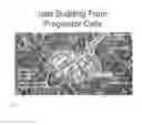 Fig. 03 - Generation of new pancreatic beta cells