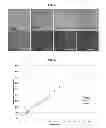 Fig. 07 - Process of preparing human multipotent stem cells co-expressing CD34 and CD73
