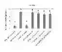 Fig. 35 - Process of preparing human multipotent stem cells co-expressing CD34 and CD73