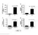 Fig. 03 - Compositions and Methods for Diagnosing and Treating Diabetic Micro Vascular Complications