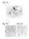 Fig. 07 - Cross-linking polypeptide that induces apoptosis