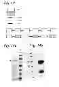 Fig. 09 - Cross-linking polypeptide that induces apoptosis