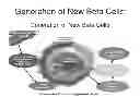 Fig. 01 - Generation of new pancreatic beta cells
