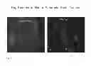 Fig. 09 - Generation of new pancreatic beta cells