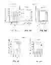 Fig. 14 - Stimulation of Arterial Collateral Growth and Lymphogenesis