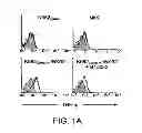 Fig. 02 - ANGIOGENIC AND IMMUNOLOGIC APPLICATIONS OF ANTI-CD160 SPECIFIC COMPOUNDS OBTAINABLE FROM mAb CL1-R2
