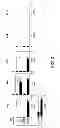 Fig. 04 - ANGIOGENIC AND IMMUNOLOGIC APPLICATIONS OF ANTI-CD160 SPECIFIC COMPOUNDS OBTAINABLE FROM mAb CL1-R2