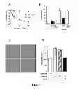 Fig. 06 - ANGIOGENIC AND IMMUNOLOGIC APPLICATIONS OF ANTI-CD160 SPECIFIC COMPOUNDS OBTAINABLE FROM mAb CL1-R2