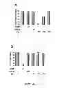 Fig. 07 - ANGIOGENIC AND IMMUNOLOGIC APPLICATIONS OF ANTI-CD160 SPECIFIC COMPOUNDS OBTAINABLE FROM mAb CL1-R2