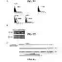 Fig. 08 - ANGIOGENIC AND IMMUNOLOGIC APPLICATIONS OF ANTI-CD160 SPECIFIC COMPOUNDS OBTAINABLE FROM mAb CL1-R2