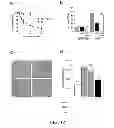 Fig. 14 - ANGIOGENIC AND IMMUNOLOGIC APPLICATIONS OF ANTI-CD160 SPECIFIC COMPOUNDS OBTAINABLE FROM mAb CL1-R2